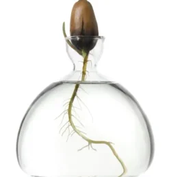 Keimglas Ilex