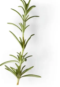 Nachfüller zu Naturseife Soeder